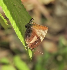 Arhopala micale