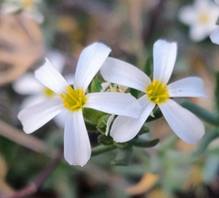 Leptosiphon nuttallii