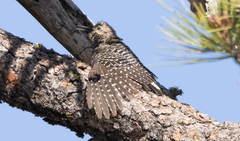 Sphyrapicus thyroideus