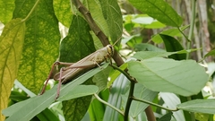 Choroedocus violaceipes