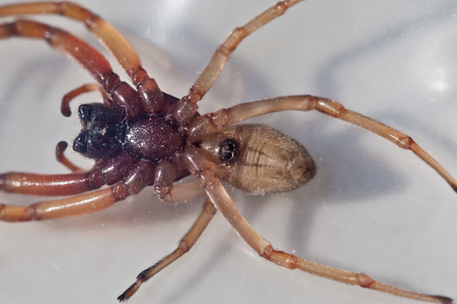 Broad-faced Sac Spider