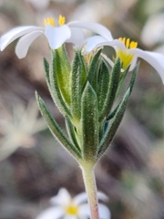 Leptosiphon nuttallii