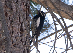Sphyrapicus thyroideus