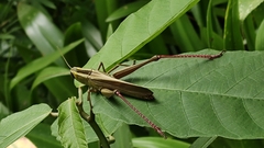 Choroedocus violaceipes