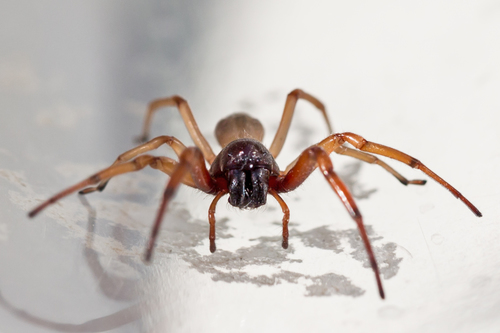 Broad-faced Sac Spider