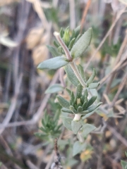 Leptosiphon nuttallii