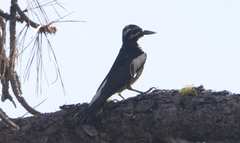 Sphyrapicus thyroideus