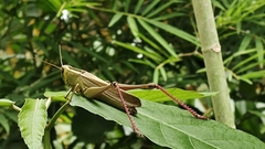 Choroedocus violaceipes