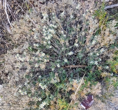 Leptosiphon nuttallii