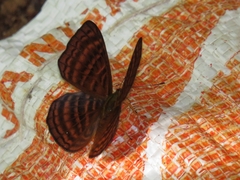 Zemeros emesoides