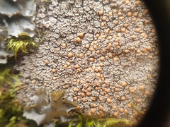 Protopannaria pezizoides