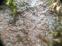 Protopannaria pezizoides