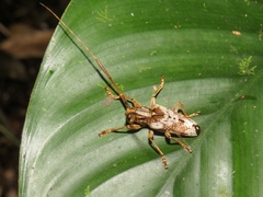 Cerambycidae