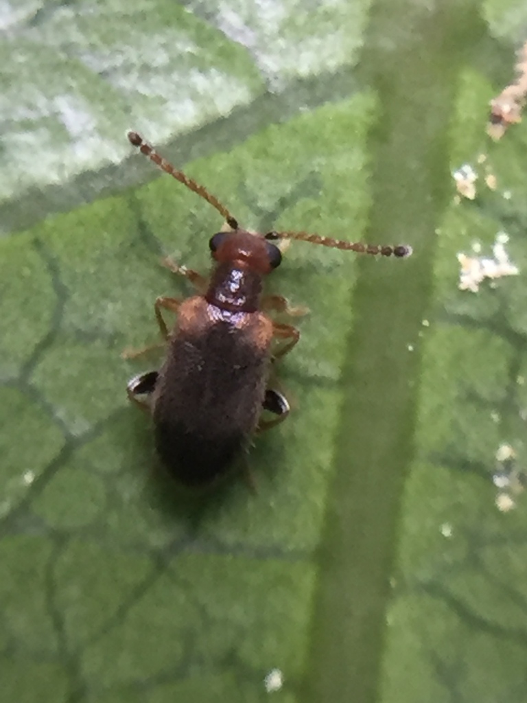 Zenascus coloratus