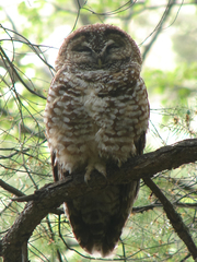 Strix occidentalis