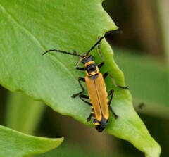 Chauliognathus flavipennis