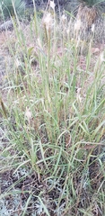 Bothriochloa barbinodis