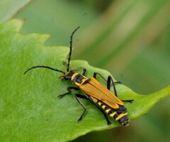 Chauliognathus flavipennis