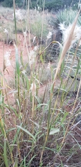Bothriochloa barbinodis