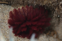 Eudistylia polymorpha