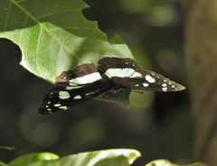 Phaedyma shepherdi