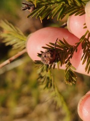 Taxodiomyia cupressiananassa