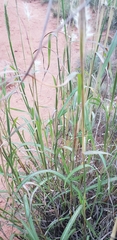Bothriochloa barbinodis