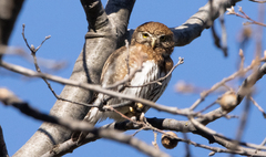 Glaucidium gnoma
