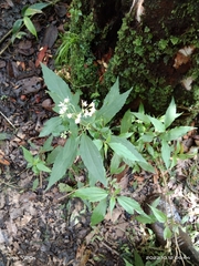 Eupatorium formosanum