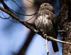 Glaucidium gnoma