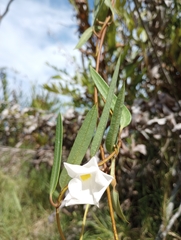 Rhabdadenia biflora