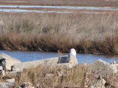 Bubo scandiacus
