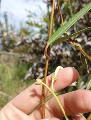 Rhabdadenia biflora