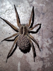 Lycosidae