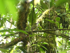 Rhynchocyclus pacificus