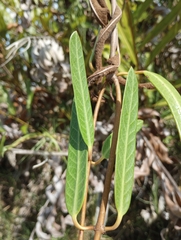 Rhabdadenia biflora