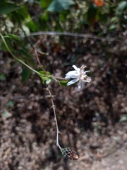 Barnadesia odorata