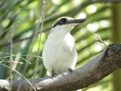 Todiramphus tutus atiu