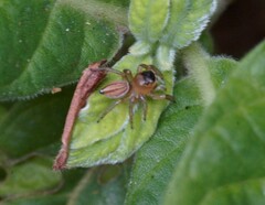 Maratus scutulatus
