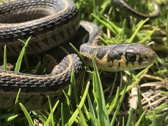 Thamnophis scalaris