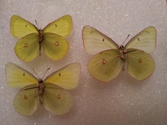 Colias gigantea