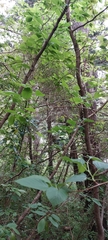 Cerasus