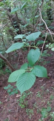 Cerasus