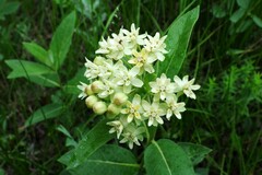Asclepias ovalifolia