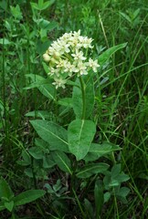 Asclepias ovalifolia