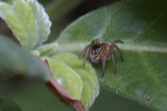 Maratus scutulatus