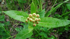 Asclepias ovalifolia