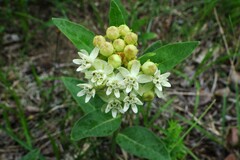 Asclepias ovalifolia