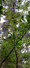 Cerasus