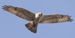 Buteo regalis